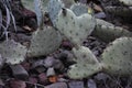 Heart shaped prickly pear cati