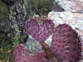 Heart shaped purple prickly pear cactus in Arizona