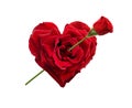 Heart shaped rose Royalty Free Stock Photo