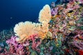 Heart-Shaped Sea Fan with colorful soft coral in Thailand Royalty Free Stock Photo
