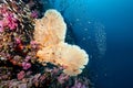 Heart-Shaped Sea Fan with colorful soft coral in Thailand Royalty Free Stock Photo