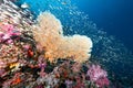 Heart-Shaped Sea Fan with colorful soft coral in Thailand Royalty Free Stock Photo