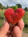 Heart shaped strawberry Royalty Free Stock Photo