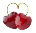 Heart-shaped sweet cherries Royalty Free Stock Photo