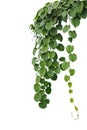 Heart-shaped thick green leaf wild vines, hanging climber vine b