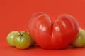 Heart shaped tomato and green tomatoes Royalty Free Stock Photo