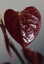 Heart shaped tree leaf Royalty Free Stock Photo