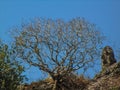 Heart shaped tree Royalty Free Stock Photo