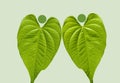 Heart shaped two leafs nature people image background Royalty Free Stock Photo