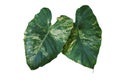 Heart shaped variegated leaves pattern of Elephant Ears or Variegated Alocasia the rare tropical foliage plant isolated on white