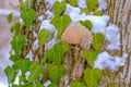 Heart shaped vines growing on the brown trunk of a tree with algae and snow