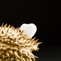 Heart shaped white agate on wild plant dried fruit