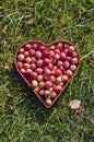 Heart shaped wicker basket of crab apples on green grass Royalty Free Stock Photo