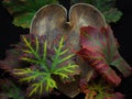 Heart Shaped wooden Bowl with Colourful Autumn Grapevine leaves Royalty Free Stock Photo