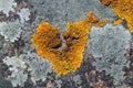 Heart shaped Xanthoria parietina lichen on stone Royalty Free Stock Photo