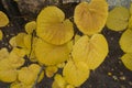 Heart shaped yellow leaves of linden Royalty Free Stock Photo