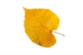 Heart shaped yellow linden tree leaf isolated on white. Transparent png additional format Royalty Free Stock Photo