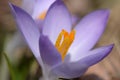 Heart of a single purple crocus awakening Easter weekend