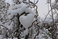 Heart of snow in the willow