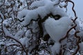 Heart of snow in the willow