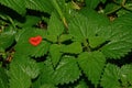 Heart on stining nettle with text burning love