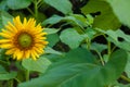 The Radiant Bloom of a Miniature Sunflower Charms in Meadow\'s Embrace\