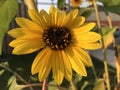 Heart sunflower