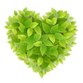 Heart symbol green liaves Royalty Free Stock Photo