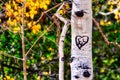 Heart - A Symbol of love engraved into an aspen tree