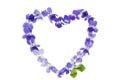 Heart symbol made of fresh purple Violet flowers isolated on white background. Royalty Free Stock Photo