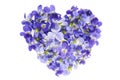 Heart symbol made of fresh purple Violet flowers isolated on white background. Royalty Free Stock Photo