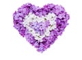 Heart symbol made of fresh violet Lilac flowers isolated on white background. Royalty Free Stock Photo