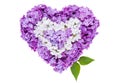 Heart symbol made of fresh violet Lilac flowers isolated on white background. Royalty Free Stock Photo