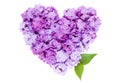 Heart symbol made of fresh violet Lilac flowers isolated on white background. Royalty Free Stock Photo