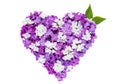 Heart symbol made of fresh violet Lilac flowers isolated on white background. Royalty Free Stock Photo