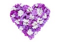Heart symbol made of fresh violet Lilac flowers isolated on white background. Royalty Free Stock Photo