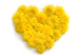 Heart symbol made of fresh yellow Dandelion flowers on white background. Royalty Free Stock Photo