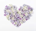 Heart symbol made of spring lilac flowers isolated on white background. Flat lay. Royalty Free Stock Photo