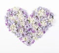 Heart symbol made of spring lilac flowers isolated on white background. Flat lay. Royalty Free Stock Photo