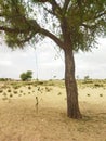The Lone Guardian Tharparkar's Desert Tree