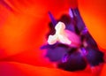 The heart of a tulip