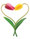 Heart from two tulips. Idea for Valentine's day. Royalty Free Stock Photo