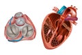 Heart valves anatomy. Royalty Free Stock Photo