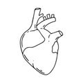 Heart vector design. Realistic anatomy pictures. Human body internal organs black white