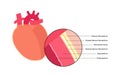 Heart wall anatomy Royalty Free Stock Photo