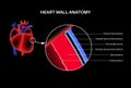 Heart wall anatomy Royalty Free Stock Photo