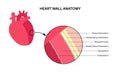 Heart wall anatomy