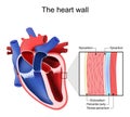 Heart wall. Pericardium structure
