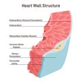 Heart wall structure. Pericardium, myocardium, endocardium. Labeled educational