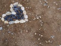 A heart of white and blue shells lying on a summer background of beach shell sand. Space for text Royalty Free Stock Photo